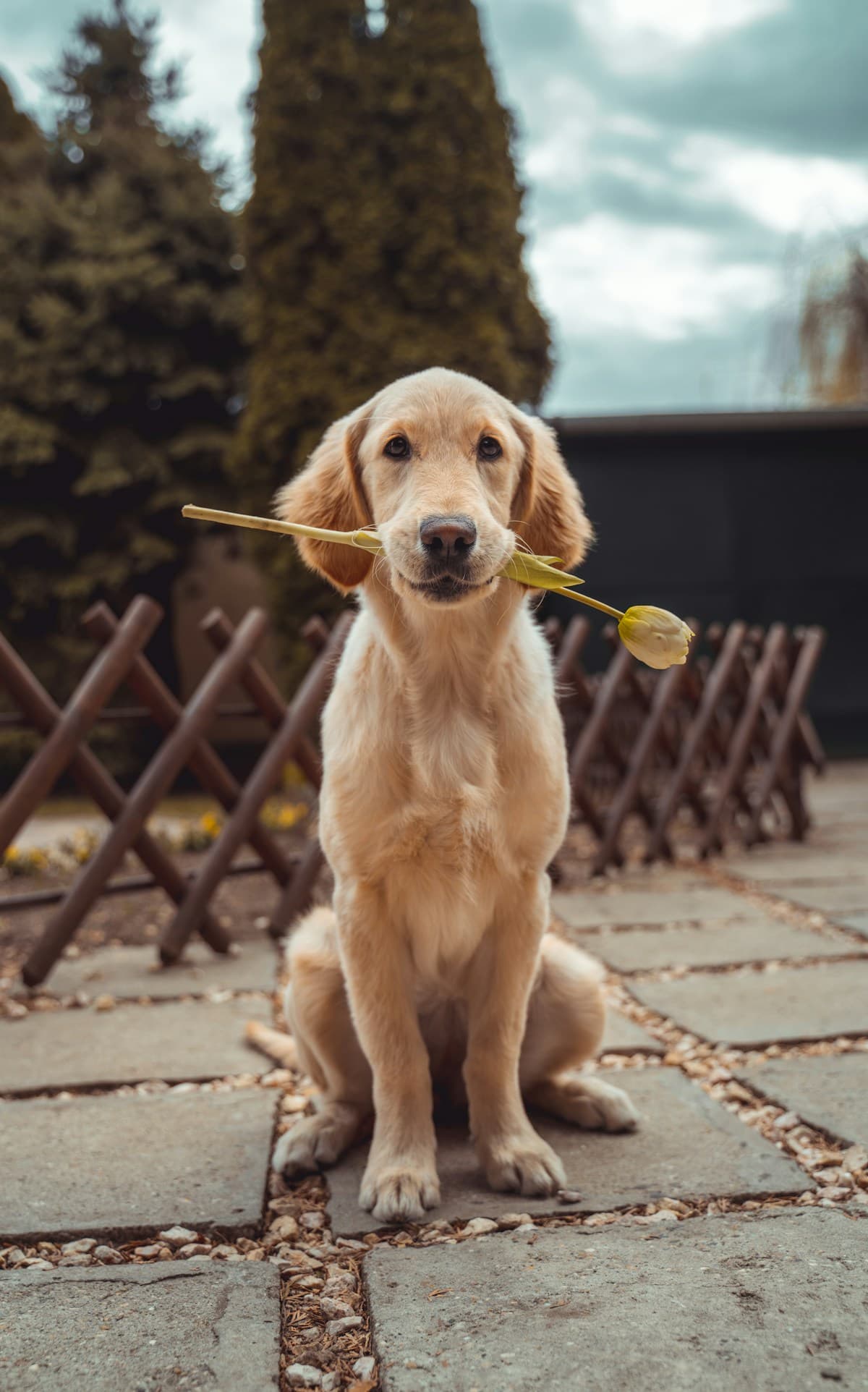 A golden dog outdoors, illustrating Luna’s example profile