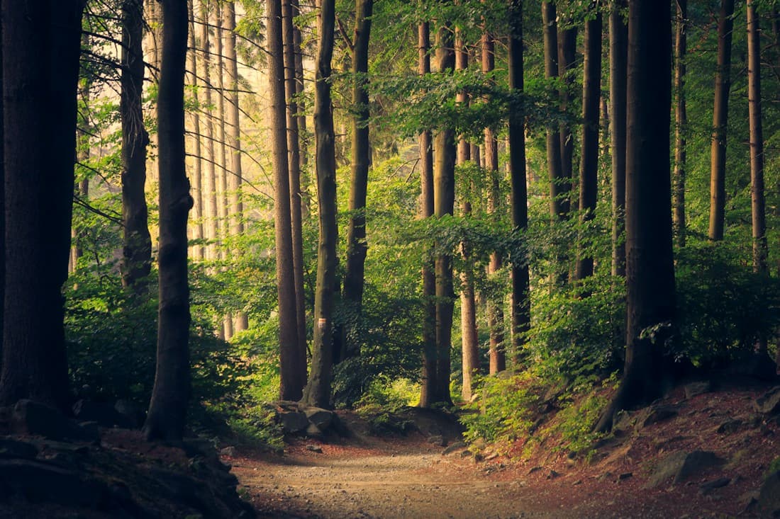 An illustrative woodland path for the Sarah and Luna story